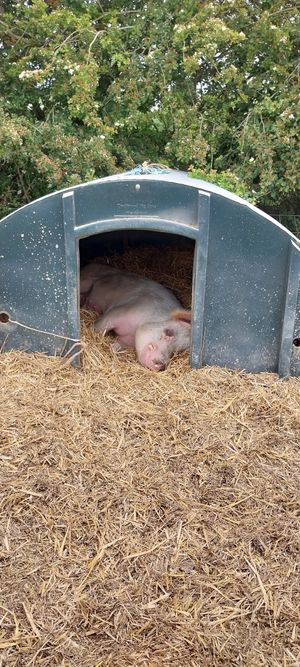  at The Retreat Animal Rescue Farm Sanctuary and Cafe in Ashford