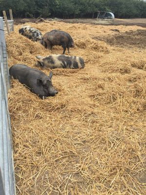 Some happy pigs  at The Retreat Animal Rescue Farm Sanctuary and Cafe in Ashford