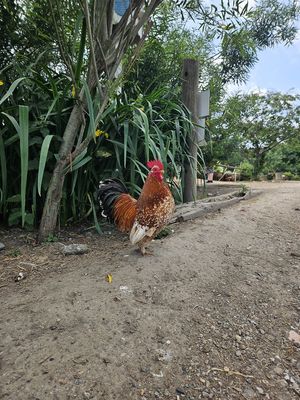  at The Retreat Animal Rescue Farm Sanctuary and Cafe in Ashford