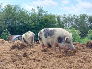  at The Retreat Animal Rescue Farm Sanctuary and Cafe in Ashford