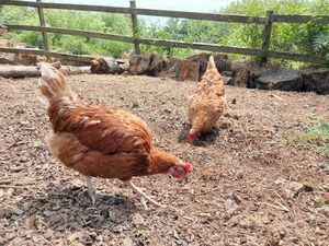  at The Retreat Animal Rescue Farm Sanctuary and Cafe in Ashford