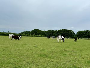   at The Retreat Animal Rescue Farm Sanctuary and Cafe in Ashford