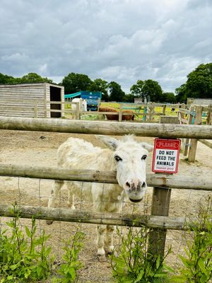   at The Retreat Animal Rescue Farm Sanctuary and Cafe in Ashford