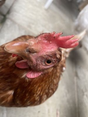 Chickens roam the cafe !  at The Retreat Animal Rescue Farm Sanctuary and Cafe in Ashford