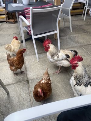   at The Retreat Animal Rescue Farm Sanctuary and Cafe in Ashford