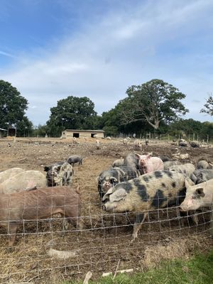 Piggies   at The Retreat Animal Rescue Farm Sanctuary and Cafe in Ashford