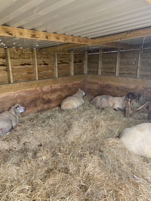 Sheep  at The Retreat Animal Rescue Farm Sanctuary and Cafe in Ashford