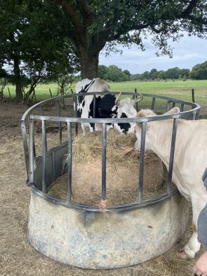 Cows  at The Retreat Animal Rescue Farm Sanctuary and Cafe in Ashford