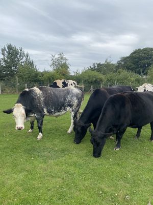 Cows  at The Retreat Animal Rescue Farm Sanctuary and Cafe in Ashford