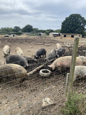 Piggies  at The Retreat Animal Rescue Farm Sanctuary and Cafe in Ashford