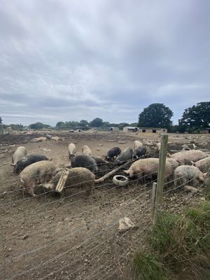 Piggies  at The Retreat Animal Rescue Farm Sanctuary and Cafe in Ashford