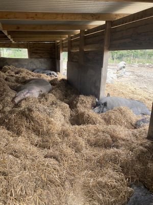 Piggies having a nap  at The Retreat Animal Rescue Farm Sanctuary and Cafe in Ashford