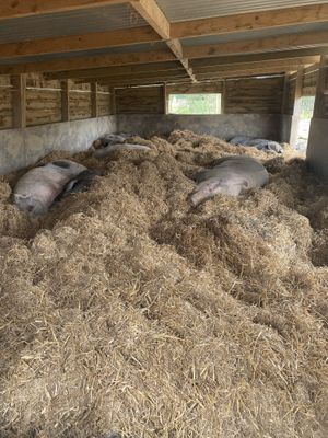Piggies having a nap  at The Retreat Animal Rescue Farm Sanctuary and Cafe in Ashford