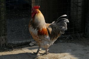 Chicks and Roosters roam freely...  at The Retreat Animal Rescue Farm Sanctuary and Cafe in Ashford