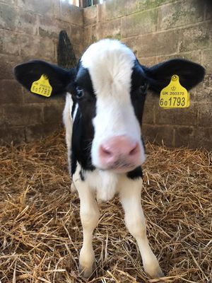 New baby boy Chas ❤️❤️❤️ at The Retreat Animal Rescue Farm Sanctuary and Cafe in Ashford