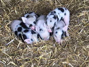 New born rescued piggies ❤️❤️❤️ at The Retreat Animal Rescue Farm Sanctuary and Cafe in Ashford