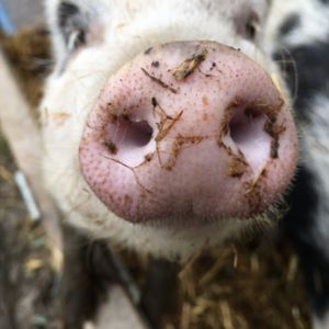 Friends not food at The Retreat Animal Rescue Farm Sanctuary and Cafe in Ashford