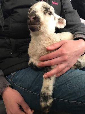 Hattie at The Retreat Animal Rescue Farm Sanctuary and Cafe in Ashford