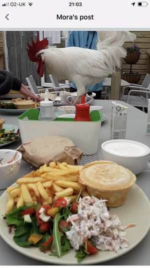 Homemade pies and slaws 💚💚💚 at The Retreat Animal Rescue Farm Sanctuary and Cafe in Ashford