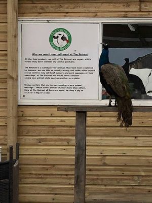Peacock ordering  at The Retreat Animal Rescue Farm Sanctuary and Cafe in Ashford