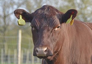 Saved animals at The Retreat 💚💚💚 at The Retreat Animal Rescue Farm Sanctuary and Cafe in Ashford