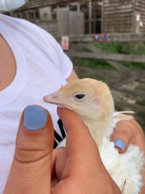 Baby turkey, you can’t eat them when you meet them  at The Retreat Animal Rescue Farm Sanctuary and Cafe in Ashford