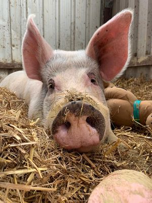 Best pig in the world  at The Retreat Animal Rescue Farm Sanctuary and Cafe in Ashford
