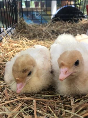 Beautiful  at The Retreat Animal Rescue Farm Sanctuary and Cafe in Ashford