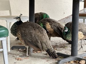   at Jyun Kang Vegetarian Restaurant in Ukiah