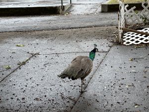  at Jyun Kang Vegetarian Restaurant in Ukiah