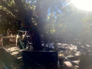  at ChocolaTree Organic Oasis in Sedona