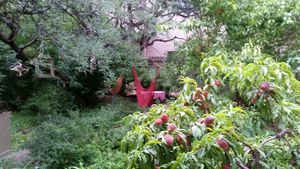 Garden area at ChocolaTree Organic Oasis in Sedona