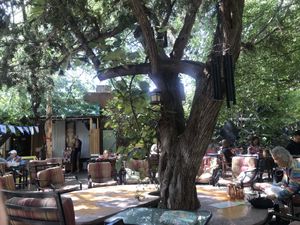 A generous tree to mother you while you eat   at ChocolaTree Organic Oasis in Sedona