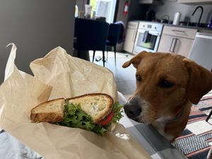 Tempeh-tomato-lettuce sandwich! Hank and I are fans 🍅🍞🥬😋  at Black Currant Bakehouse in Union Pier