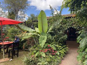 Garden at Loving Hut - San Cristobal in San Cristobal De Las Casas