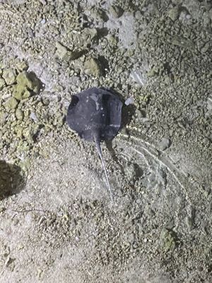 Ray in the water at the restaurant  at Just Veg in Kanifushi