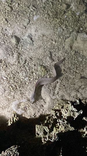 Animals in the ocean at the restaurant  at Just Veg in Kanifushi