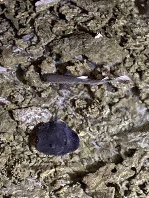 Shark and ray in the ocean at the restaurant  at Just Veg in Kanifushi
