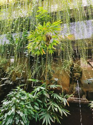 Zoom for bird's nest & busy bird parent at Clear Cafe in Ubud
