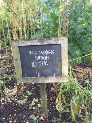 Oxford at Vegan Nation in Athens