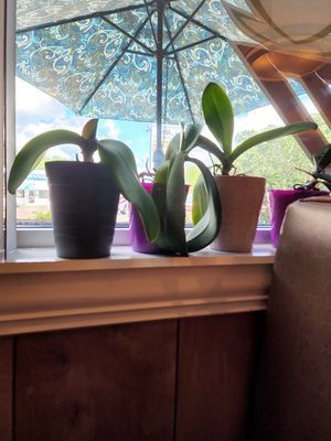  at Grilled Ginger in Fayetteville