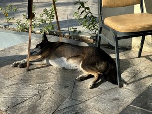 Doggy  at The Juicery Cafe in Pokhara