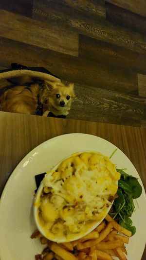 Mac & cheese 😋 at Harmonium in Edinburgh