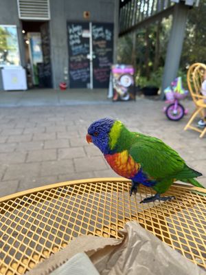   at Jasmine Greens - Kiosk in Umina Beach