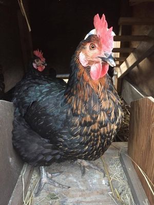 chicken at Paradice Field in Yokosuka