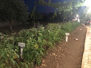 Homegrown veggies at Terra Madre in Alberobello