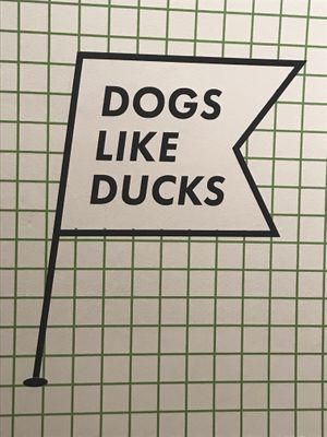 Dogs like ducks at Dogs Like Ducks in Lviv