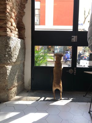 Georgie the dog  at Bunny's Deli in Madrid
