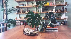 park ranger  at Park Ranger in Christchurch