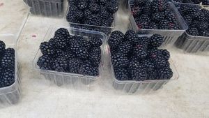 Fresh blackberries at Marymount Farmers Market in Arlington